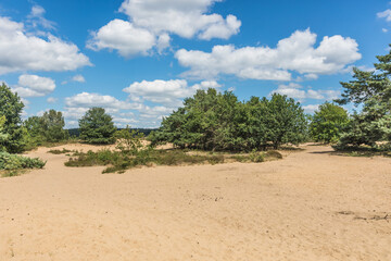 Heide en zandverstuiving bij Rozendaal op de Veluwezoom