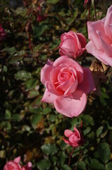 Light Pink Flower of Rose 'Princess Aiko' in Full Bloom
