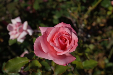 Light Pink Flower of Rose 'Princess Aiko' in Full Bloom
