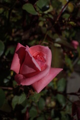 Light Pink Flower of Rose 'Princess Aiko' in Full Bloom
