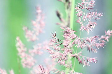 Herbs and grasses in sunset light in summer meadow, selective focus. Wildflowers close up in warm light, summer in countryside. Tranquil beautiful rural moment. Wild grass
