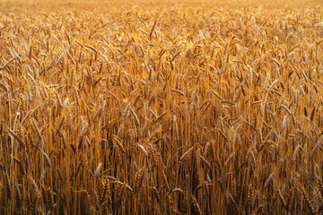 Wheat field background. Ears of golden rye. Meadow of agriculture harvest.
