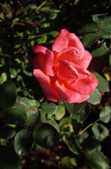 Orange Flower of Rose 'Princess Charlene de Monaco' in Full Bloom
