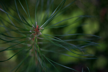 young and fresh little pine tree close up