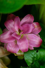Pink Bromeliad Bloom Close Up Tropical Flower