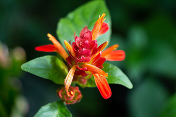 Orange Tropical Flower Blooming Ruellia devosiana  Acanthus 