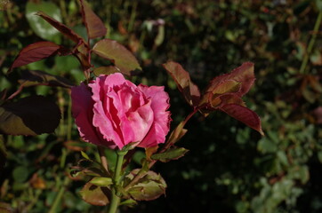 Pink Flower of Rose 'Princess Margaret' in Full Bloom
