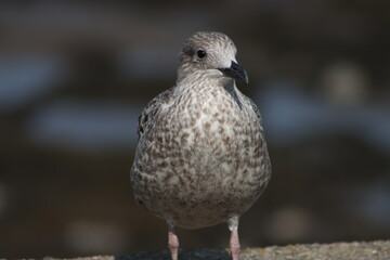 seagull on the beach