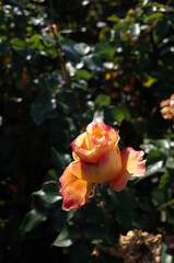 Cream and Pink Flower of Rose 'Pure Poetry' in Full Bloom
