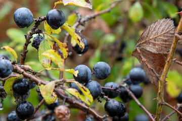 Wild organic blueberries found in the forest