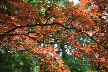 autumn leaves in the forest