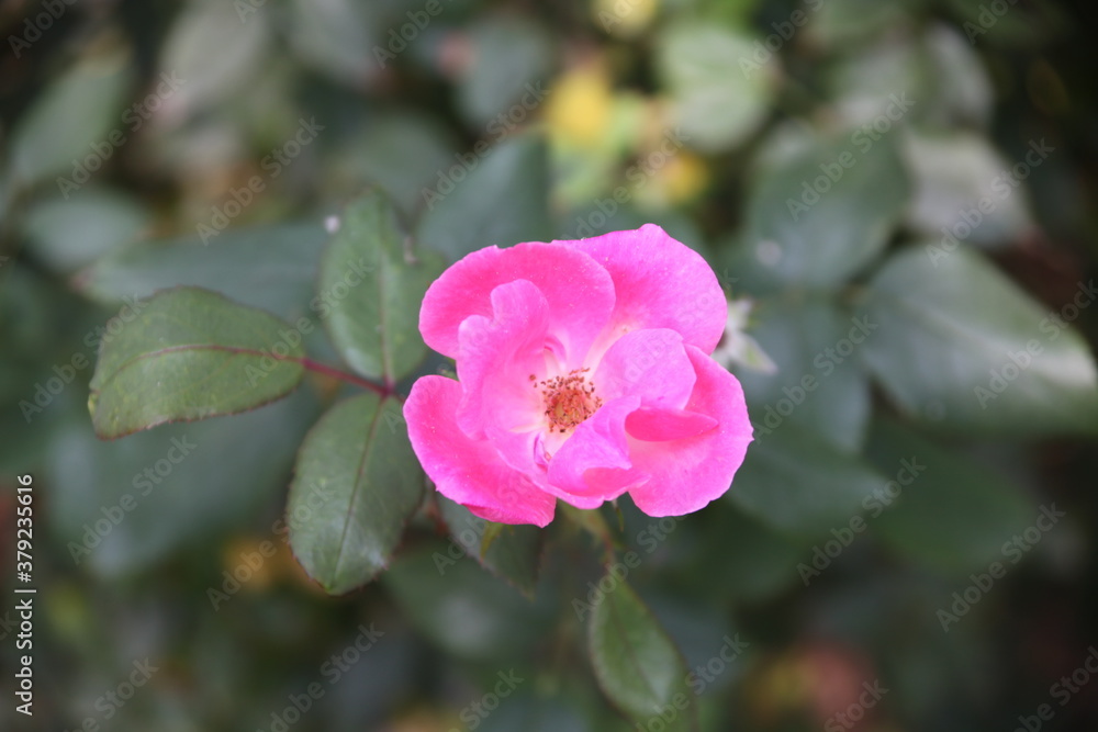 Wall mural pink rose flower