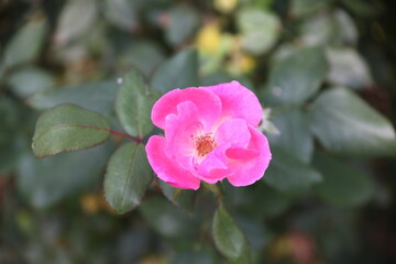 Obraz premium pink rose flower