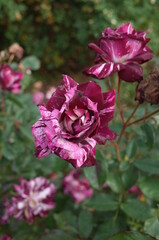 Light Purple Flower of Rose 'Purple Tiger' in Full Bloom
