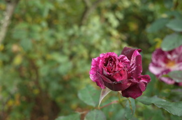 Light Purple Flower of Rose 'Purple Tiger' in Full Bloom
