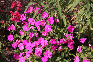 purple and white flowers