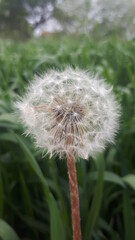 dandelion on green background