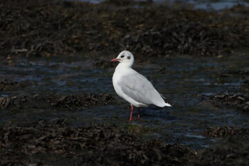 Fototapeta premium black headed gull sitting 