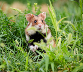 european field hamster in the grass