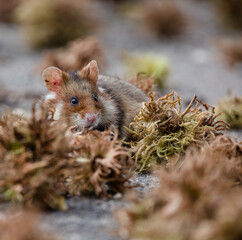 european field hamster 