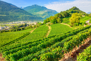 Fototapeta na wymiar Aerial landscape of terraced vineyards in Sion, capital of canton of Valais, Switzerland. Spectacular scenery of rows of vines growing during the summer. Wine region with popular wine tasting tours.