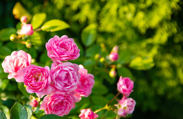 pink roses in garden