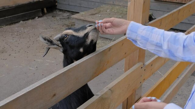 Woman in blue plaid shirt feeding cute black goatling from hand at farm, zoo - slow motion, close up. Farming, feeding, agriculture industry, livestock and animal husbandry concept