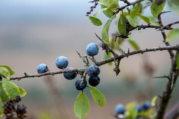 Wild organic blueberries found in the forest