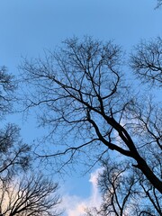tree and sky