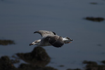 Young seagull in flight