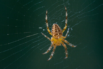 Male spider (species Araneus diadematus) called garden spider, diadem spider, cross spider. It is found throughout the Olarctic ecoregion:  Europe, North America, North Africa. Close-up of shooting.