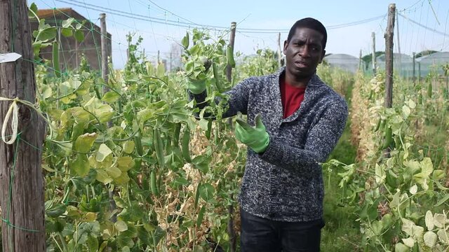 Mature man gardener working with beans seedlings in garden outdoor. High quality FullHD footage