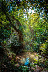 path in the woods