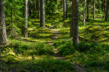 Fototapeta na wymiar Walking path through a lush green pine forest in Sweden in beautiful summer sunlight