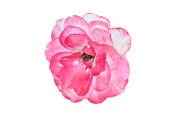 Beautiful pink rose flower isolated on white background. Object with clipping path.