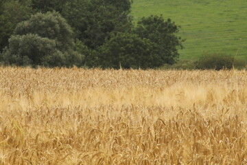 field of wheat