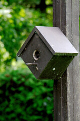 bird house in the forest