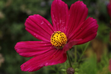 Fototapeta premium flower in the garden