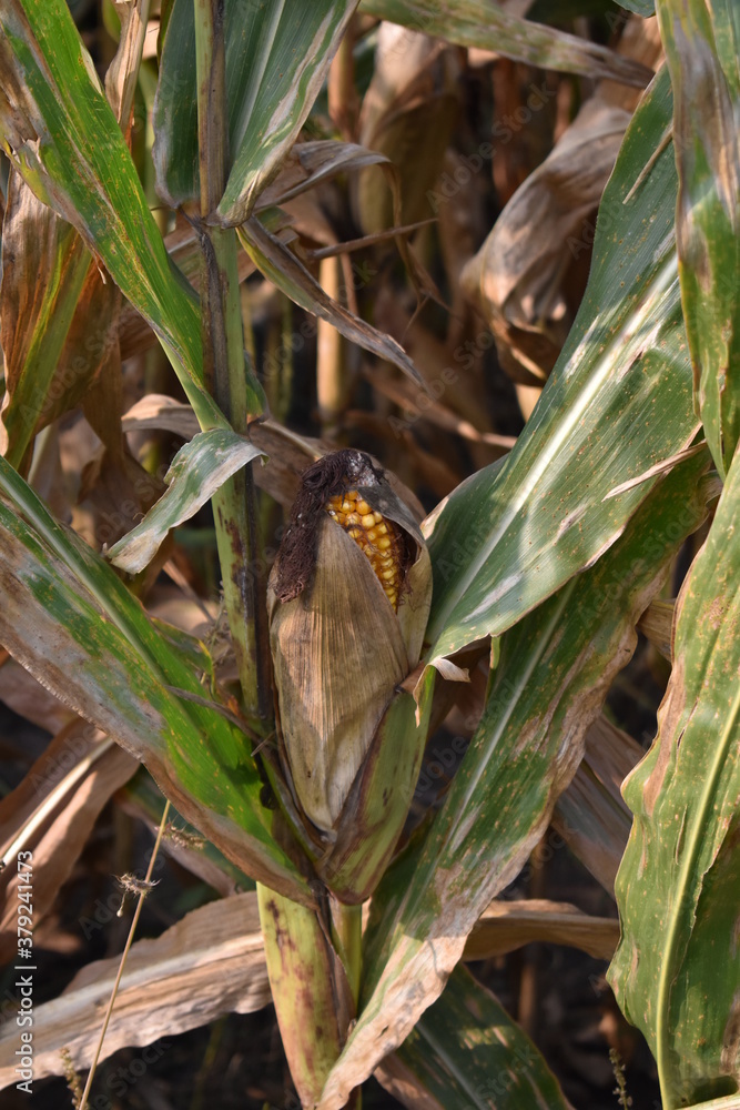 Wall mural corn