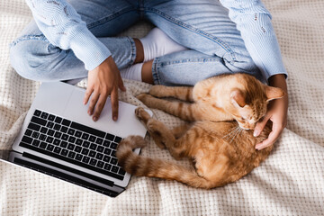 Top view of woman using laptop near tabby cat on bed