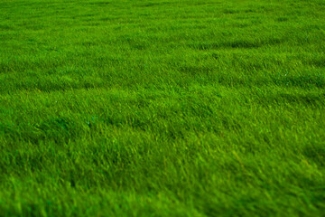 Lush green meadow in the evening sun