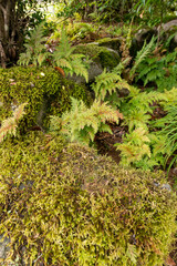 Obraz premium Fern and mossy stone in an old garden in Japan