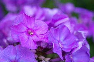 Obraz premium Purple flame phlox flowers. Blooming garden phlox, perennial or summer phlox
