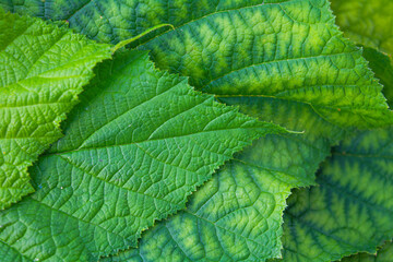 Background of fresh green leaves of black currant. Foliage of black currant bush