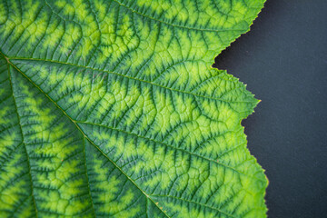 Background of fresh green leaves of black currant. Foliage of black currant bush