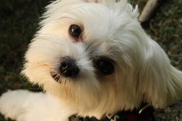 White Dog 