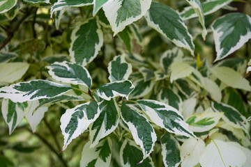 Cornus Alba foliage with watercolor green and white leaves. Decorative plant