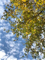autumn leaves against blue sky