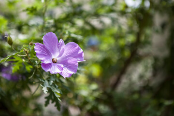 flowers in blossom