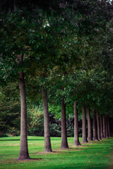 Fototapeta na wymiar Trees split in perfect rows on a green meadow